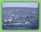 Boat trip gulls